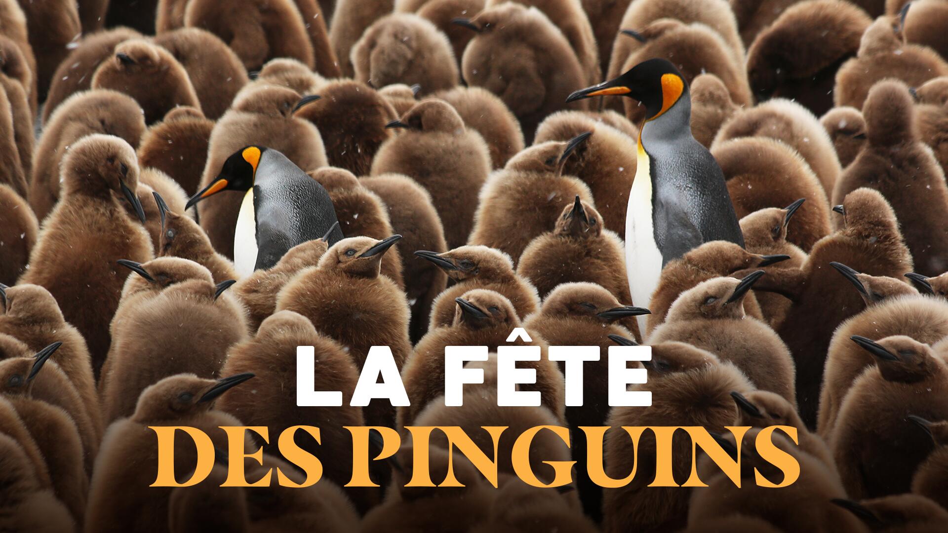 La fête des pinguins