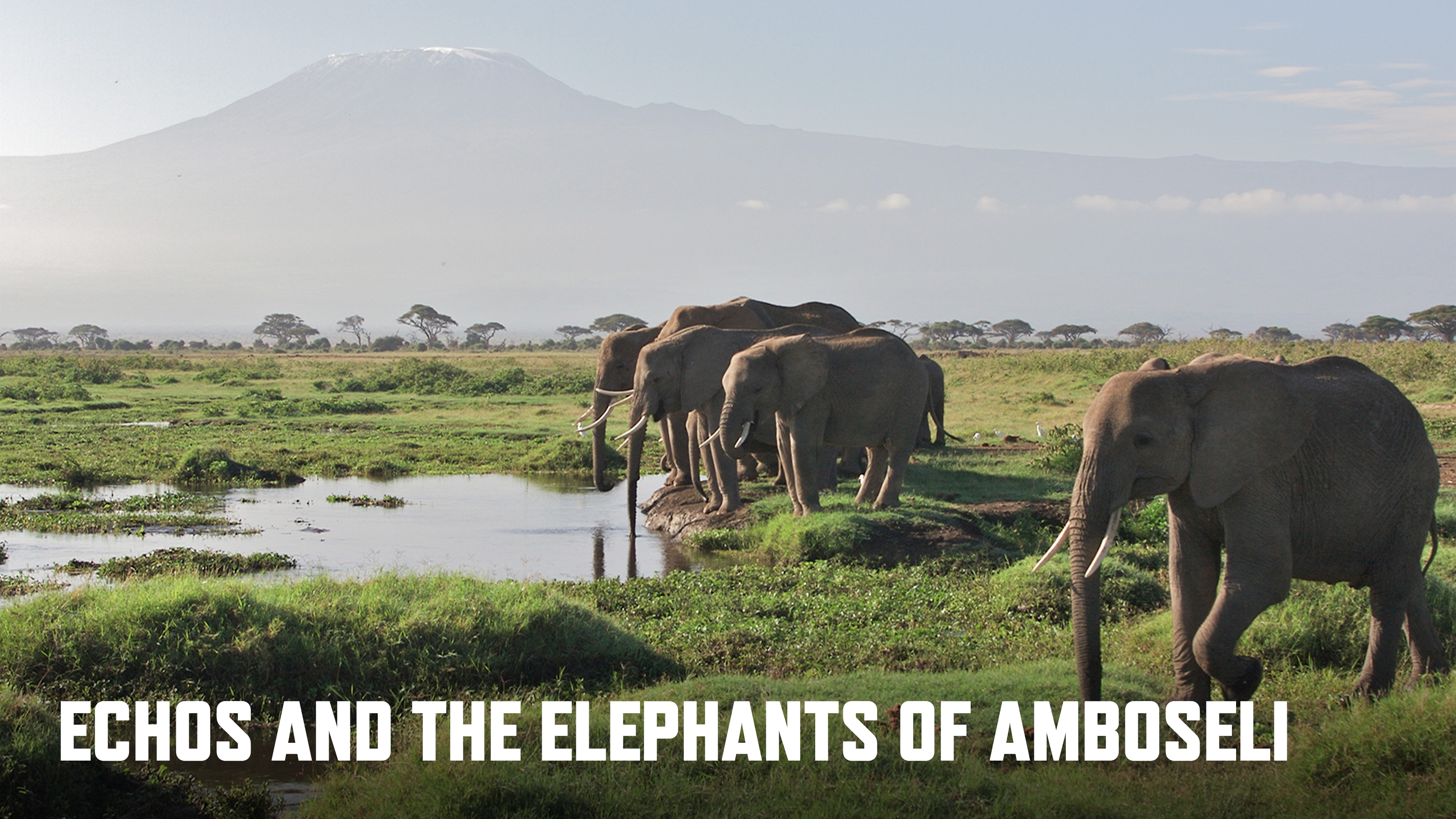 Echo And The Elephants Of Amboseli