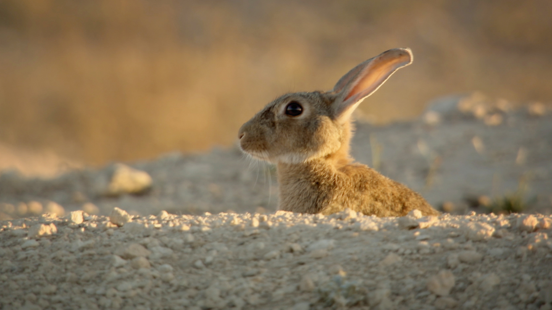 Baumeister der Wildnis