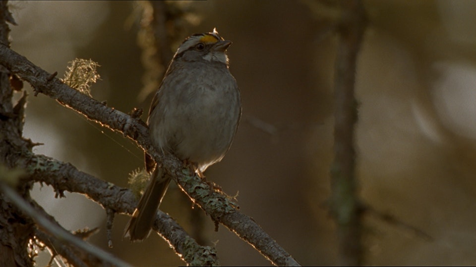 Tiere vor der Kamera
