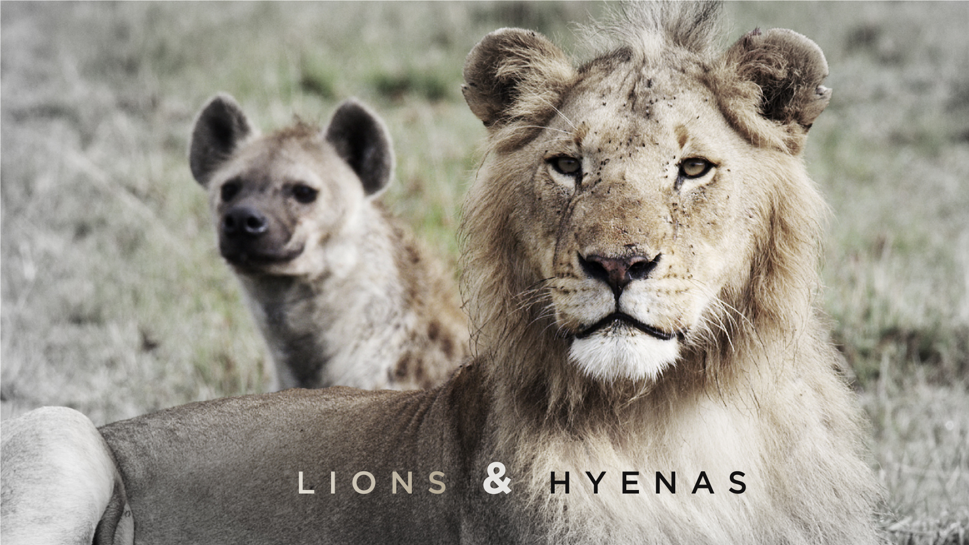 Lions and Hyenas
