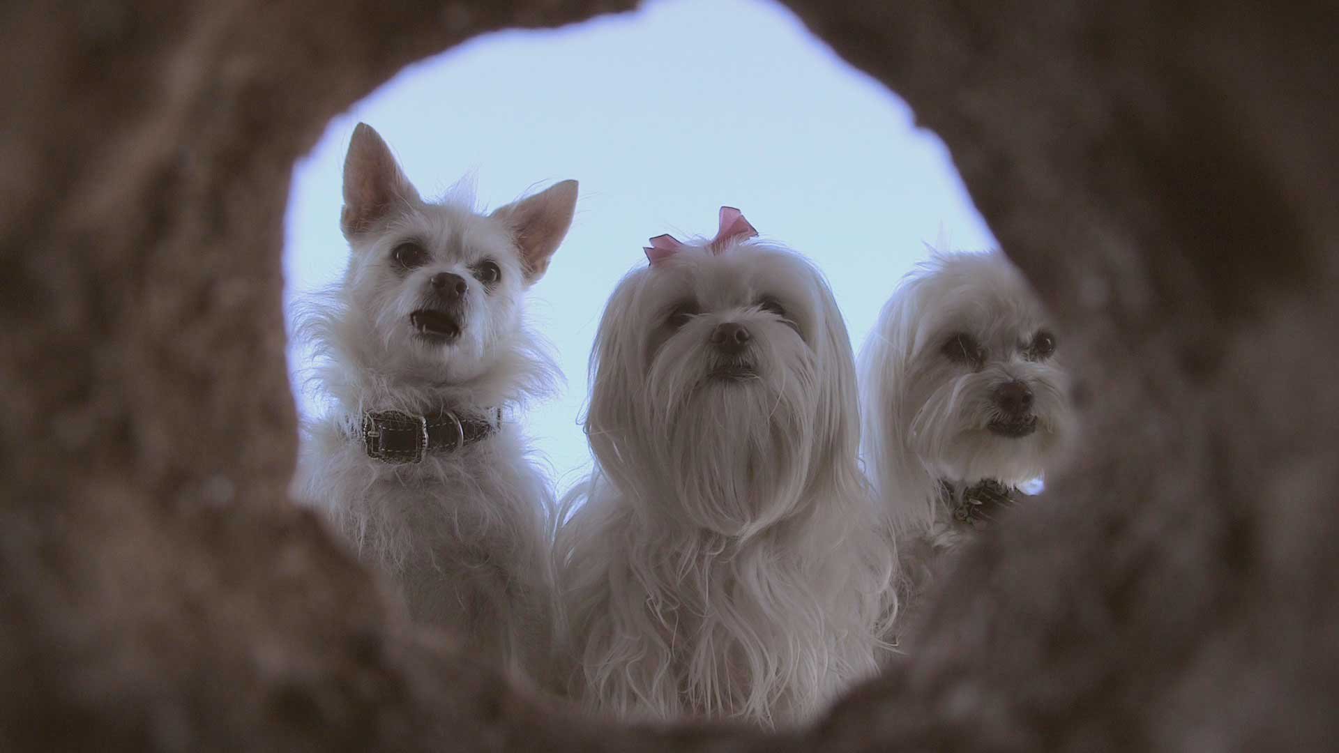 Les 3 chiens mousquetaires sauvent Noël