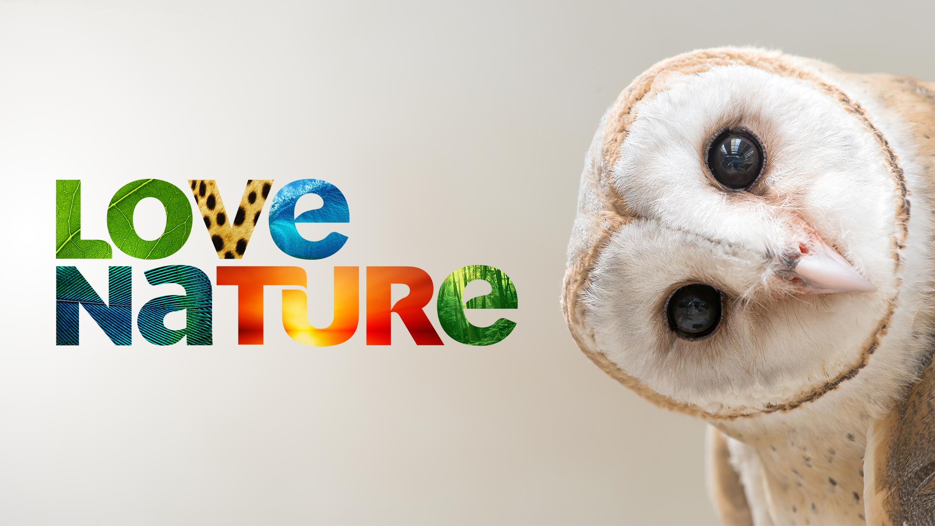 Lion Dynasty: A Matter of Pride