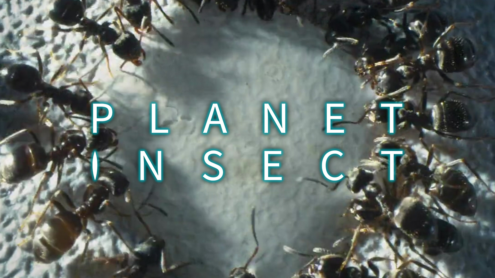 Parte Tres: Mentes de Colmena