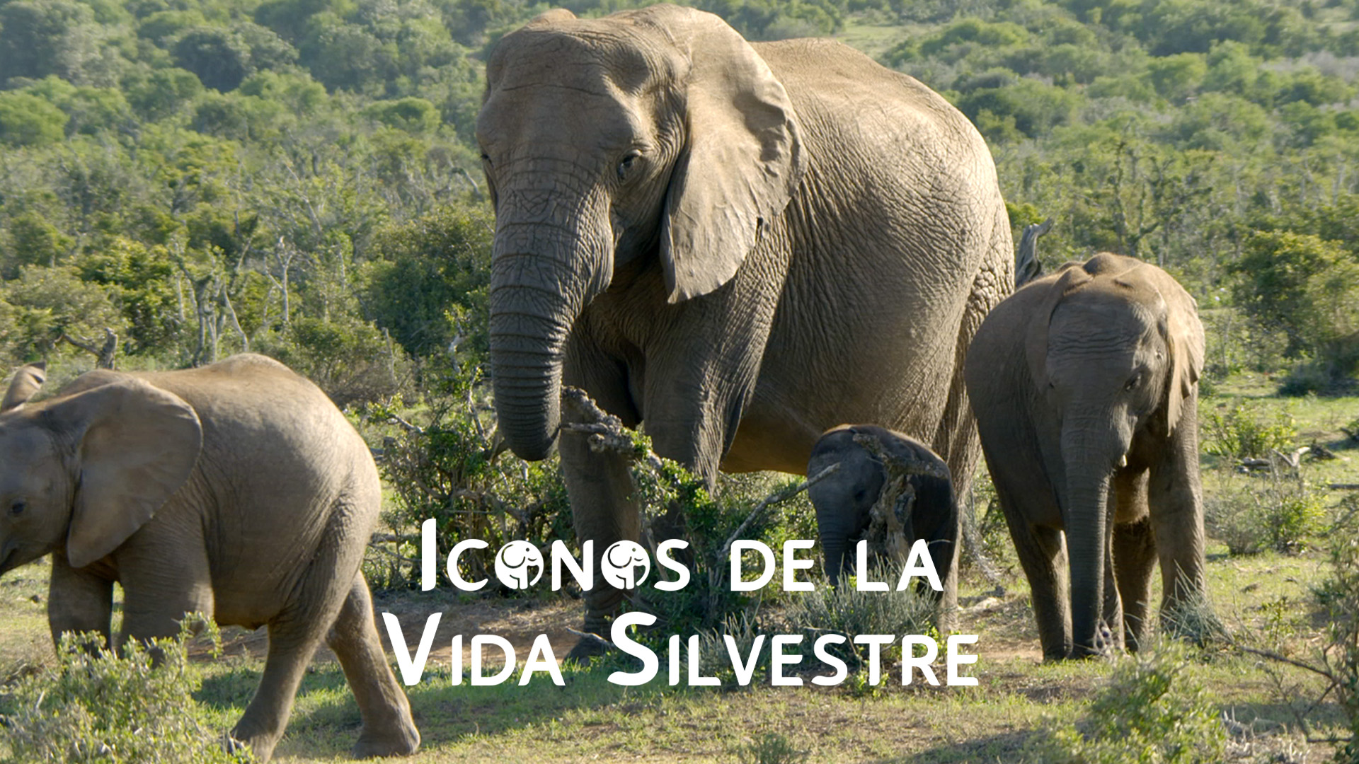 Iconos de la Vida Silvestre
