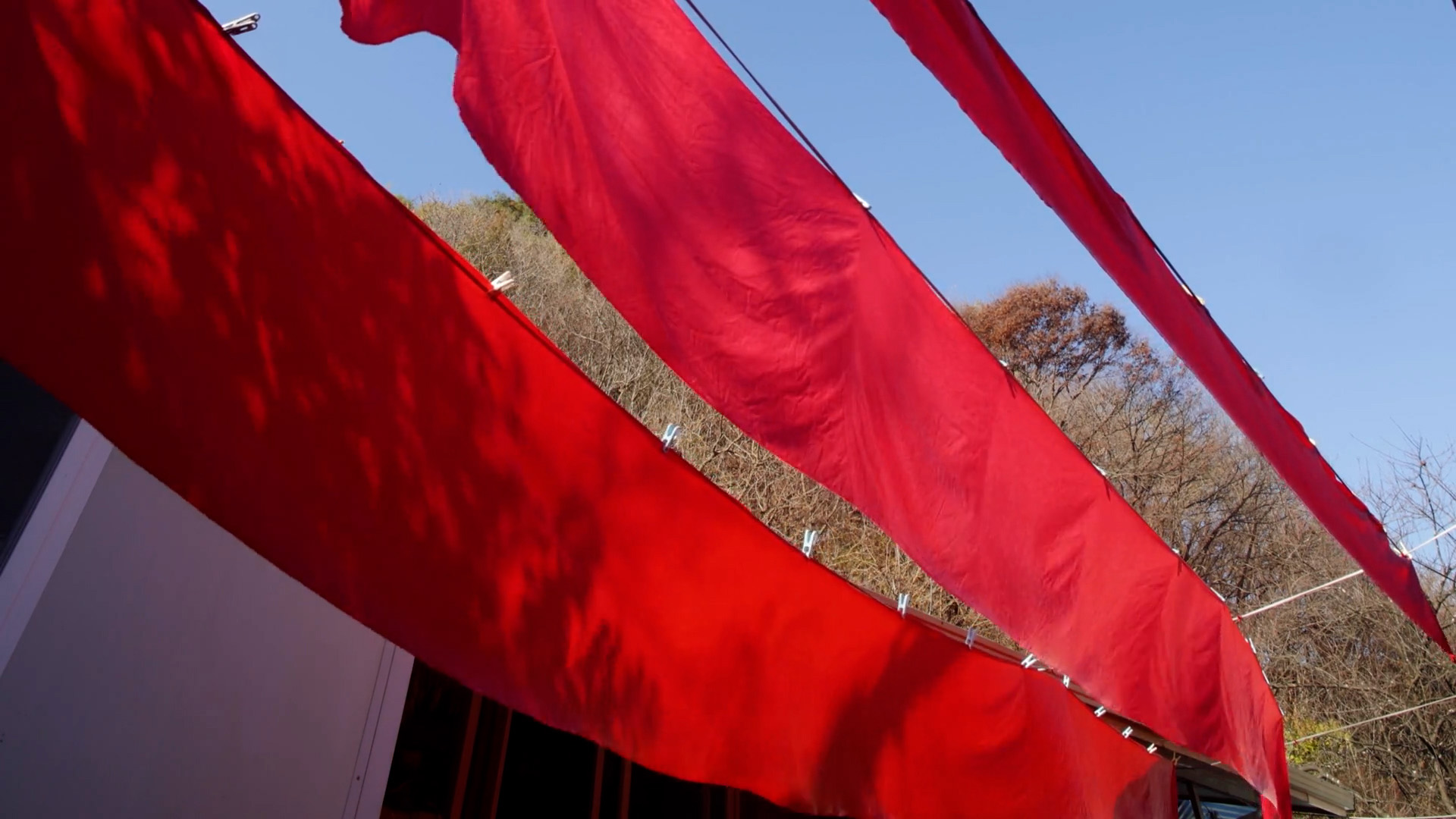 붉게 물들이다. 대홍색 염색 작업