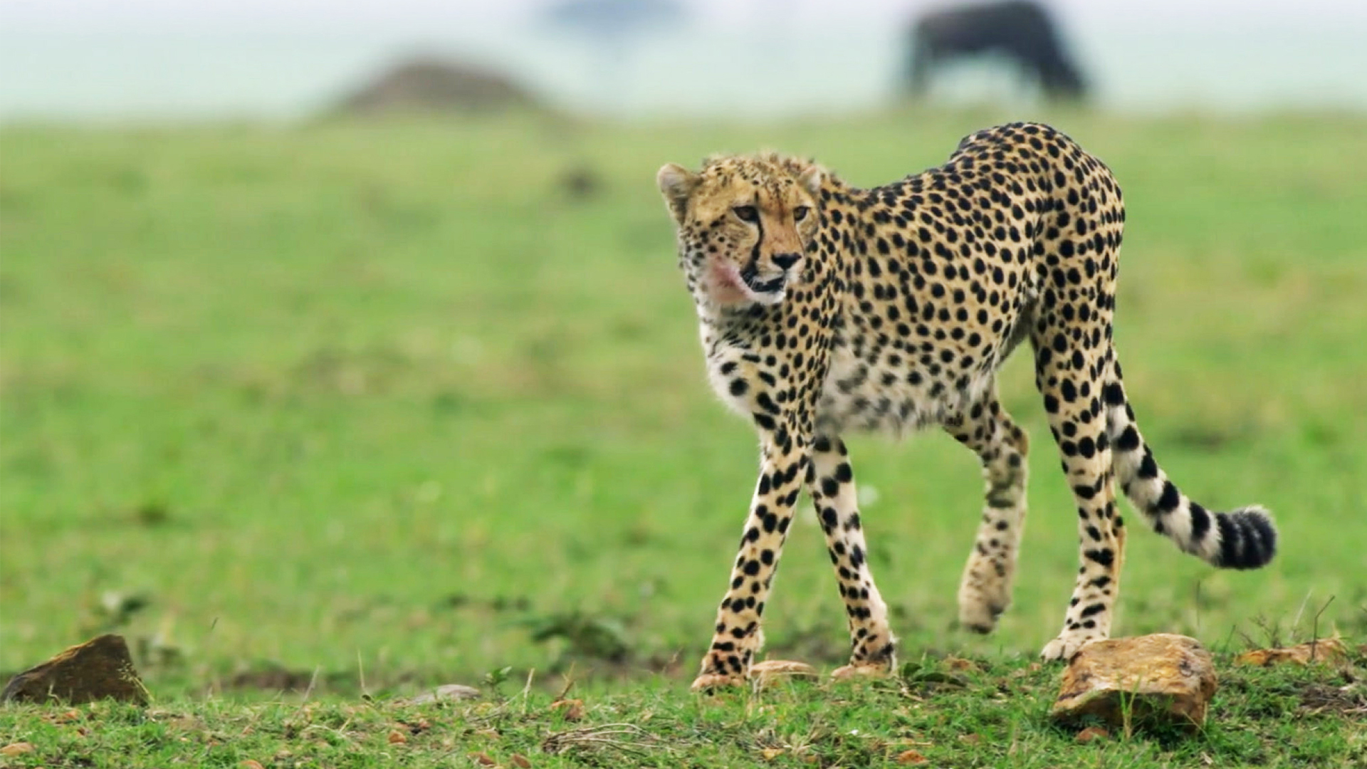 Das geheime Leben der Raubkatzen