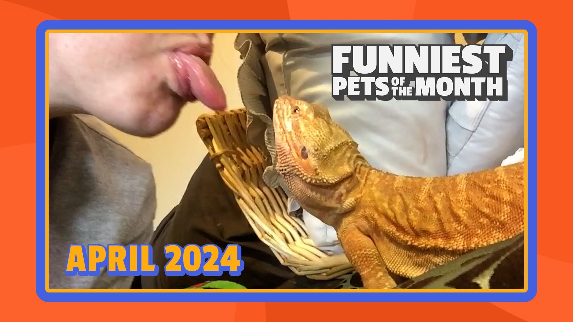 Funniest Pets of the Month | Ep. 1.5