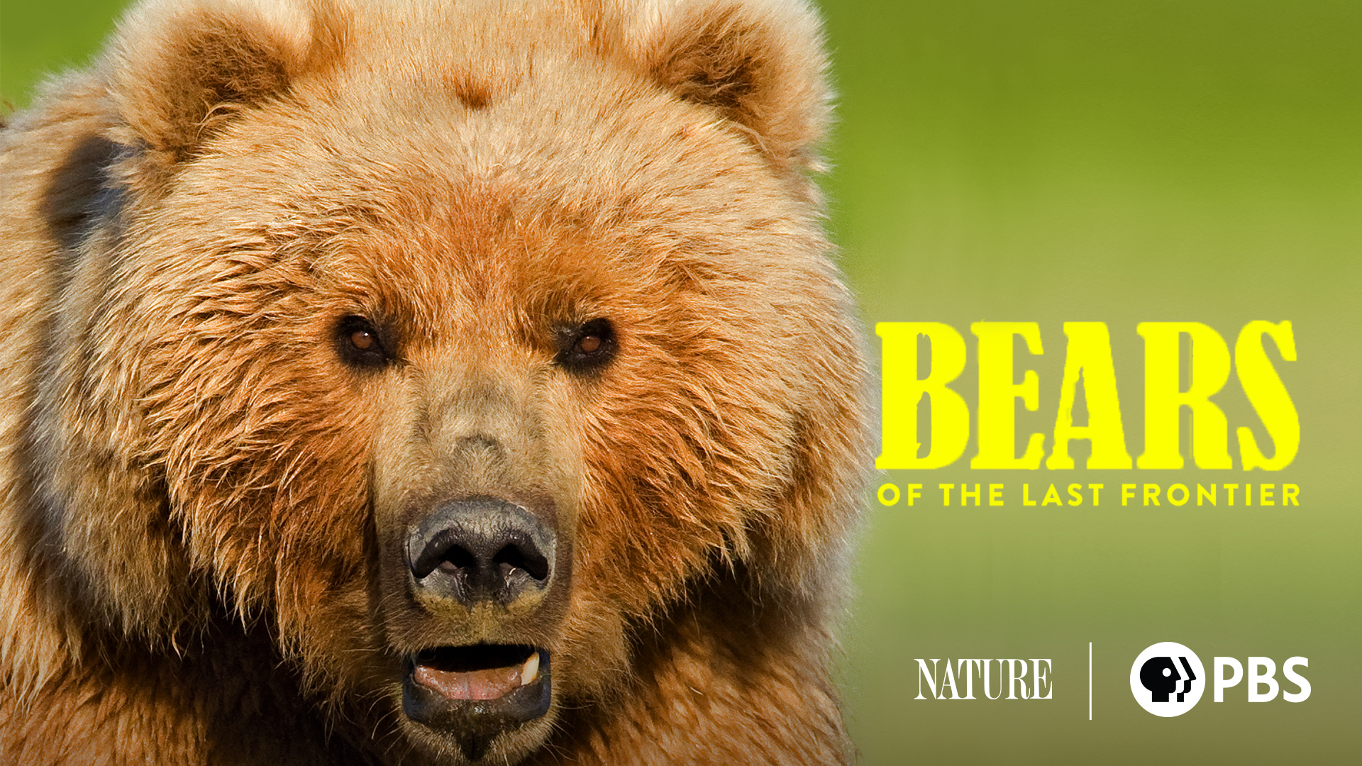 Bears of the Last Frontier