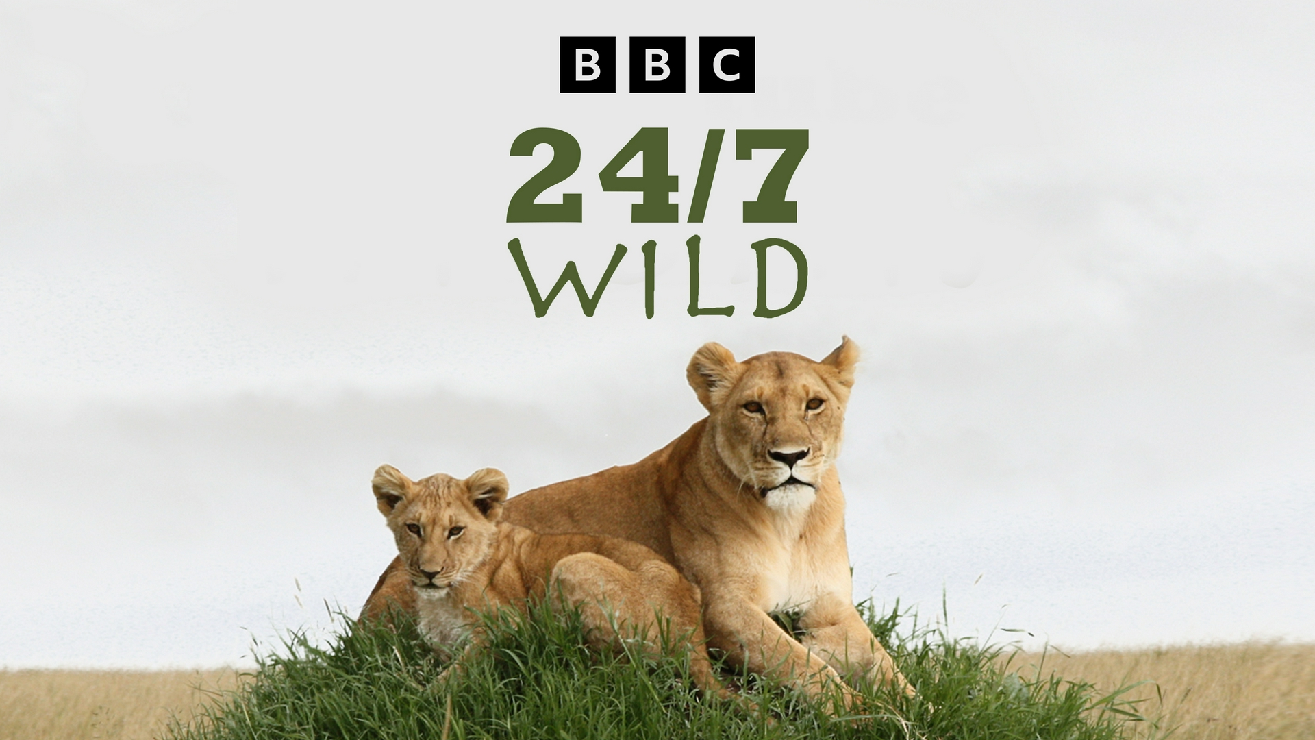 Au cœur de la vie sauvage Une saison chez les lions