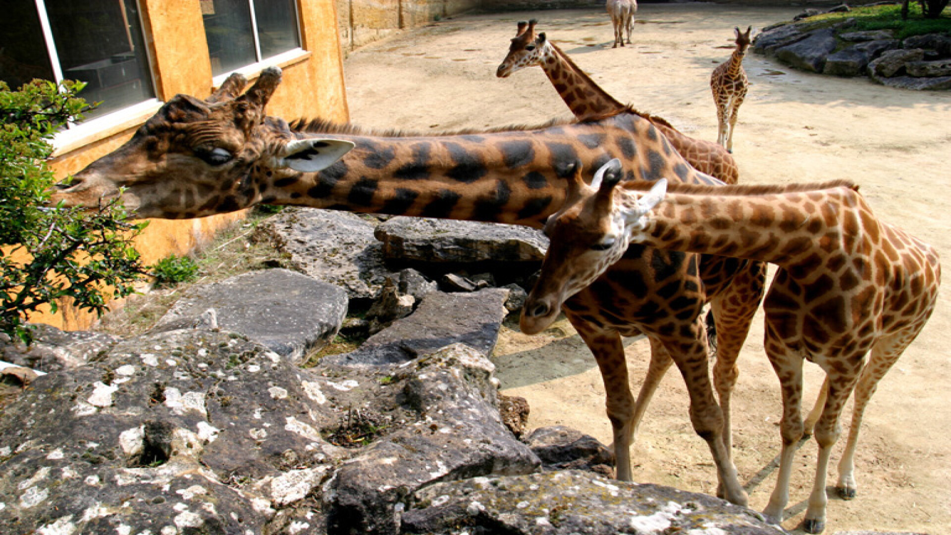 Une année au zoo de Doué