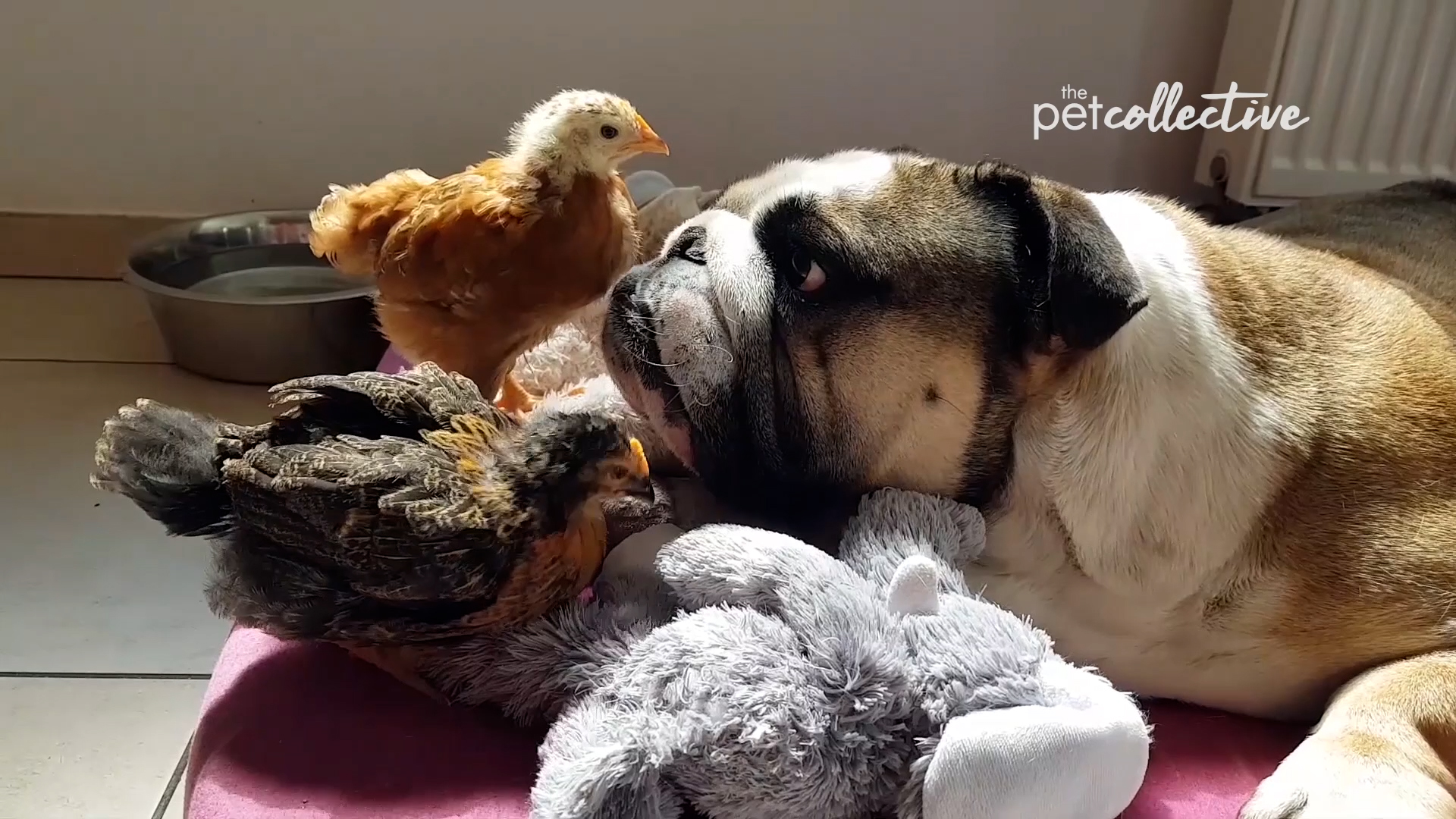 Best Pets of the Month