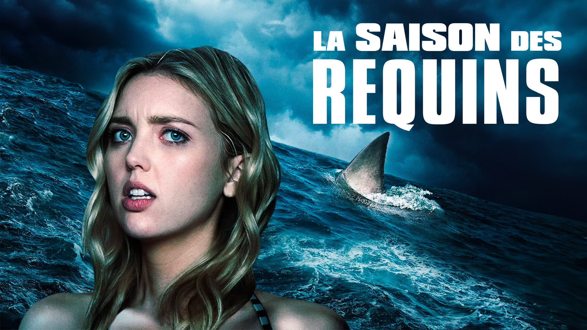 La saison des Requins