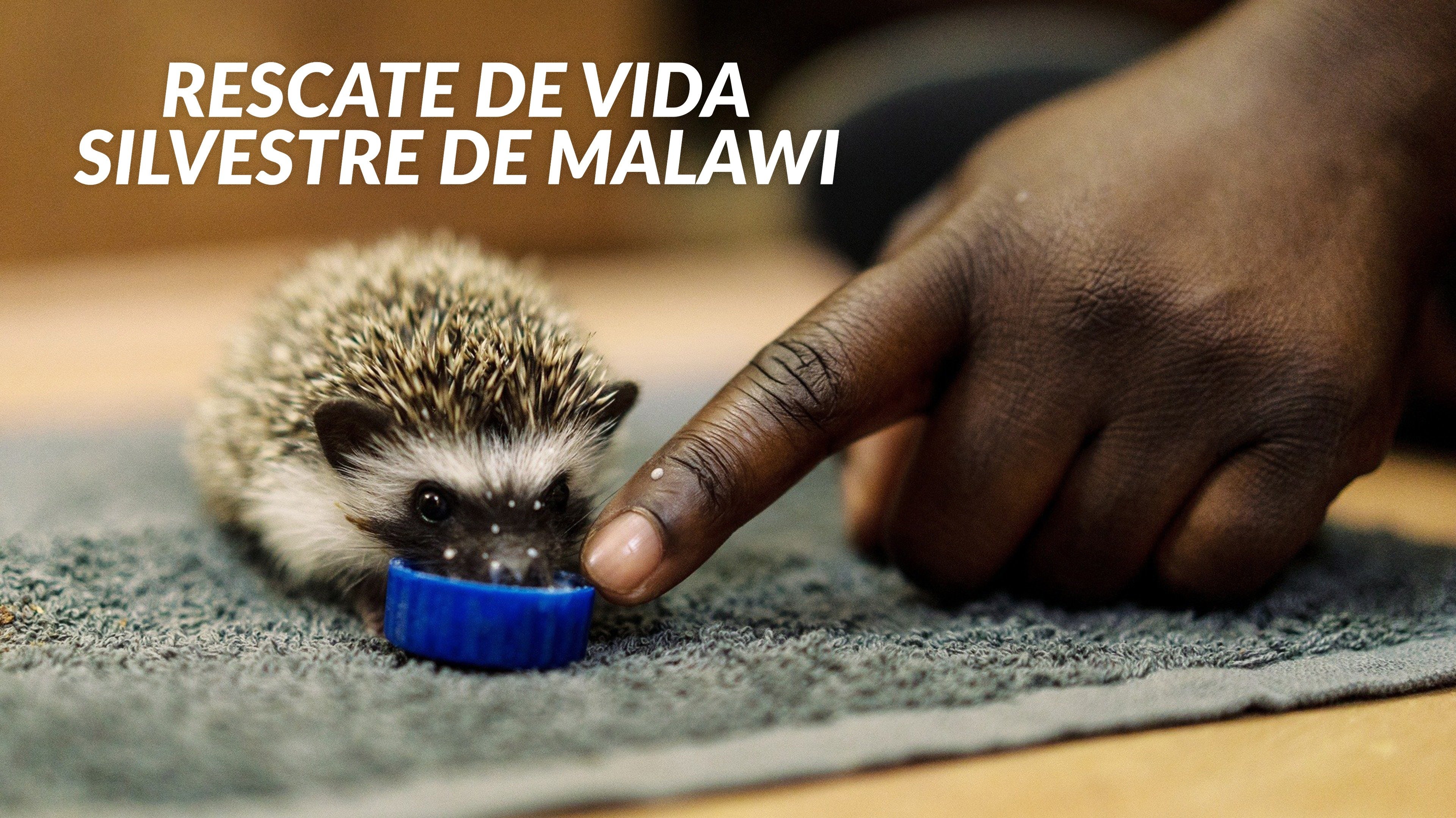 Malawi Wildlife Rescue