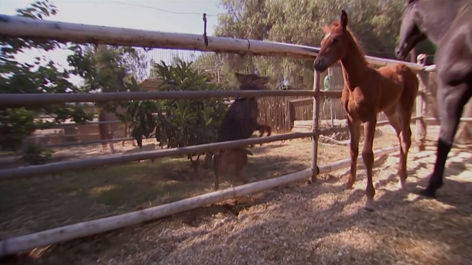 El encantador de perros