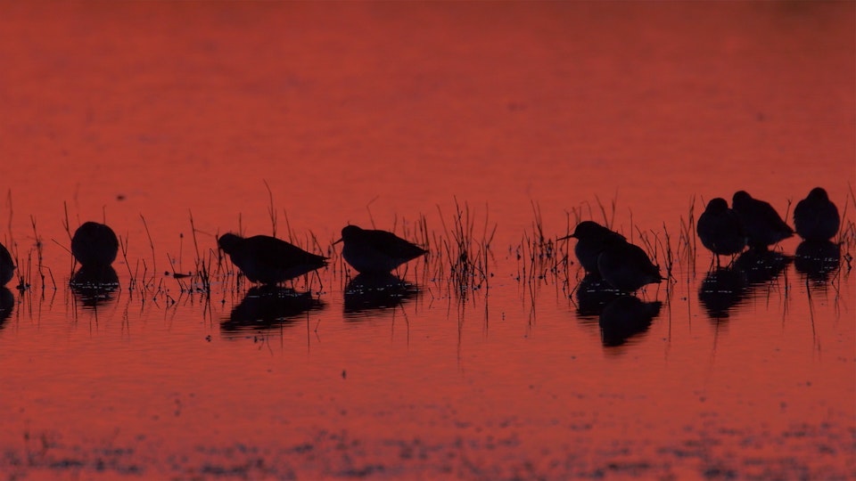 Wild Italy: Top Predators DE