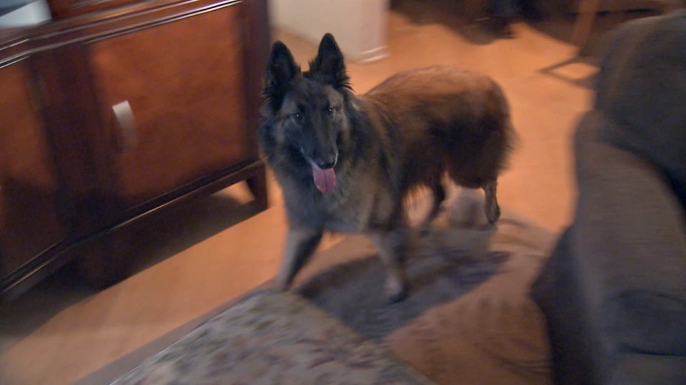 El encantador de perros