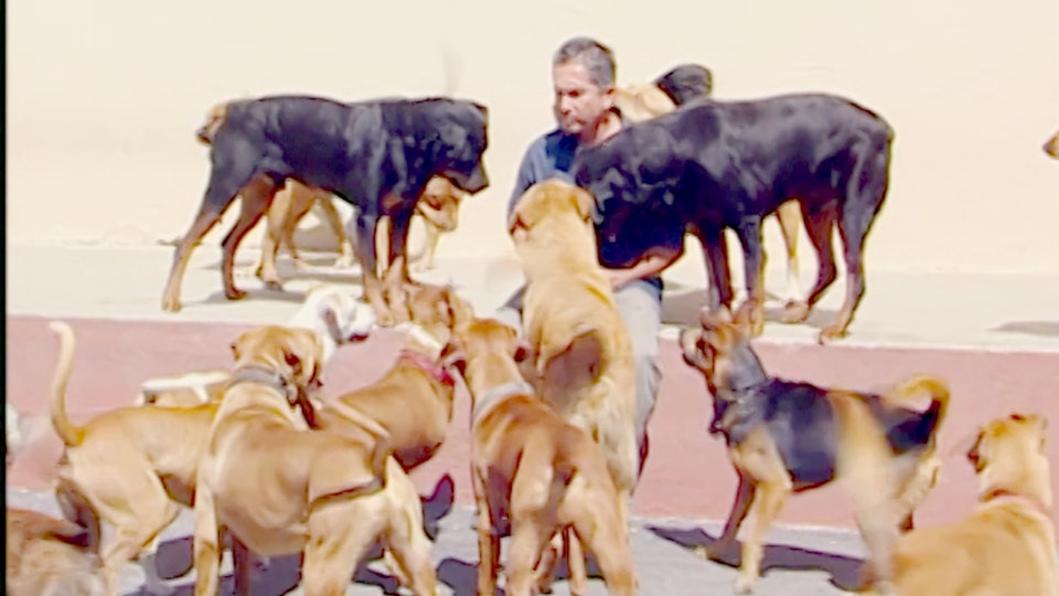 El encantador de perros