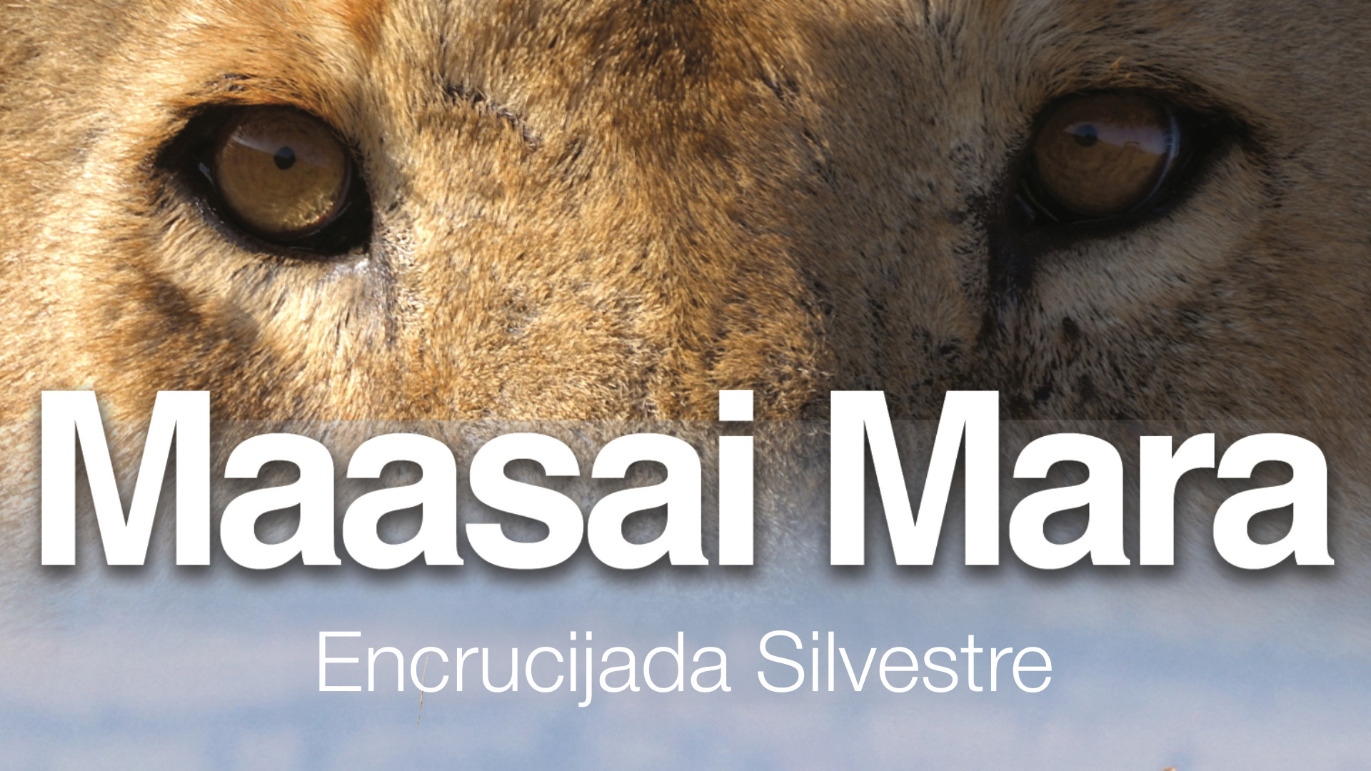 Maasai Mara, Encrucijada Silvestre