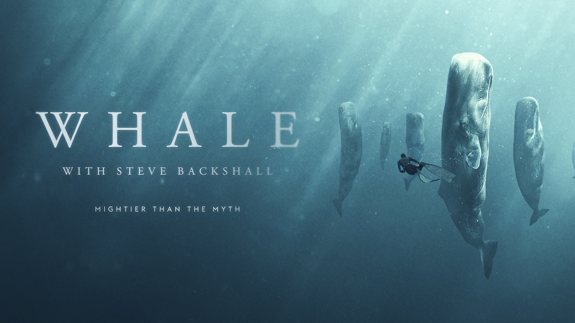 Whale With Steve Backshall