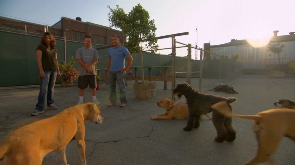 El encantador de perros