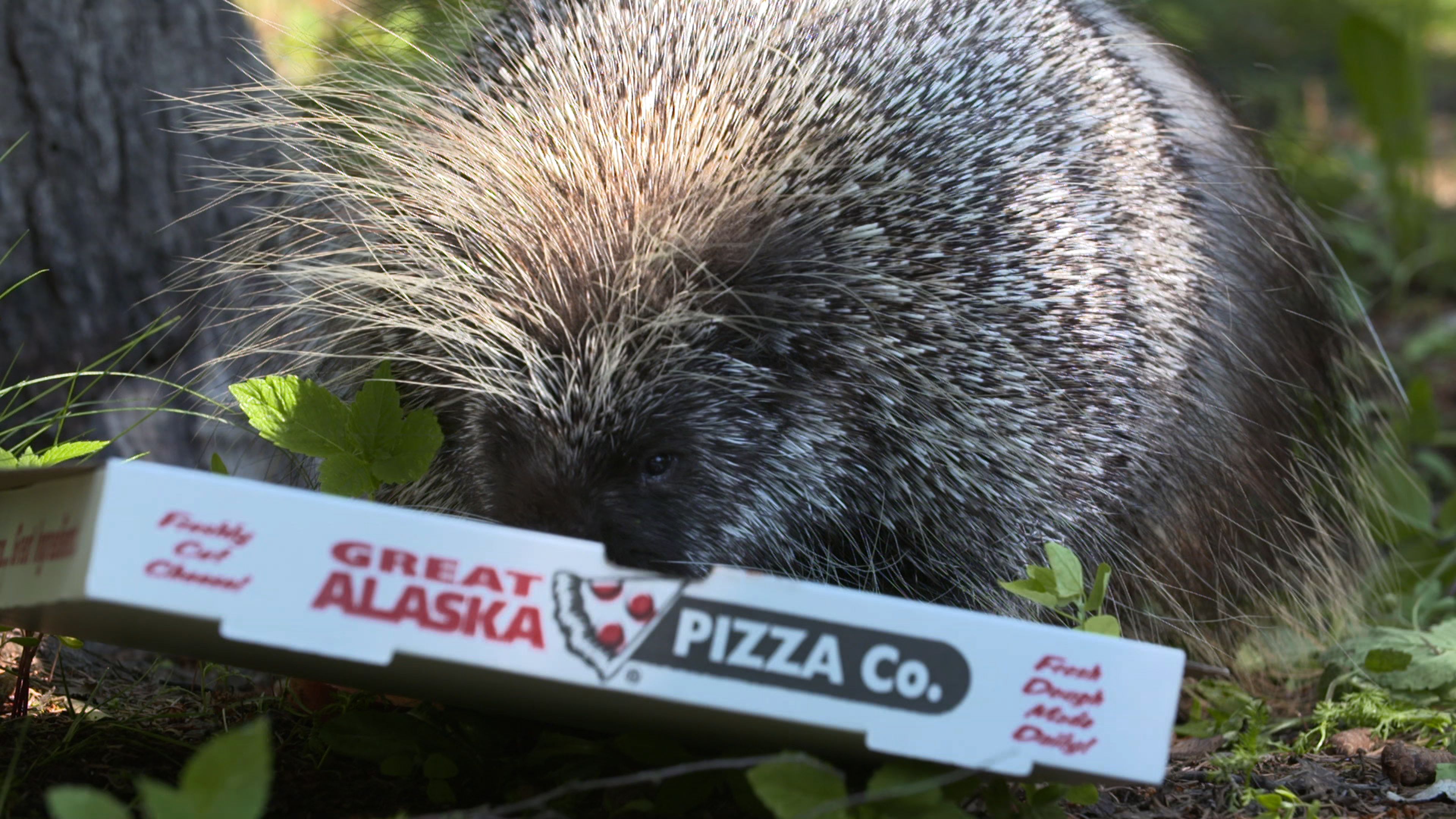 World's Wildest City: Anchorage