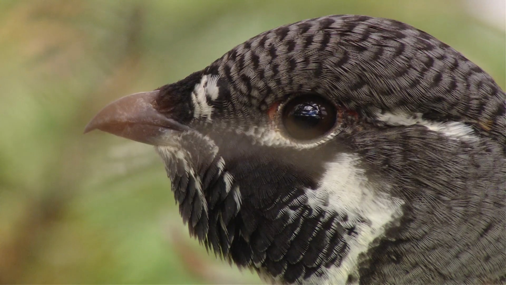 In The Land Of The Moose