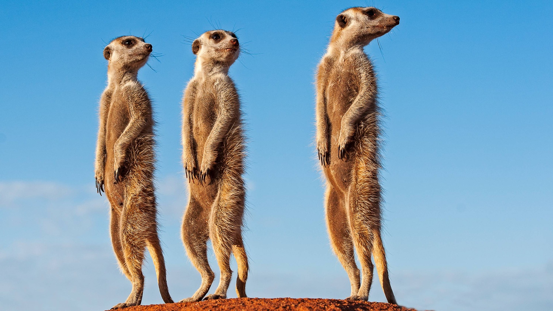 Kalahari Meerkats