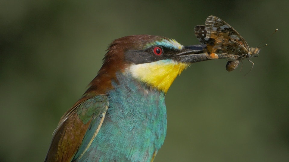 Wild Italy: Top Predators DE