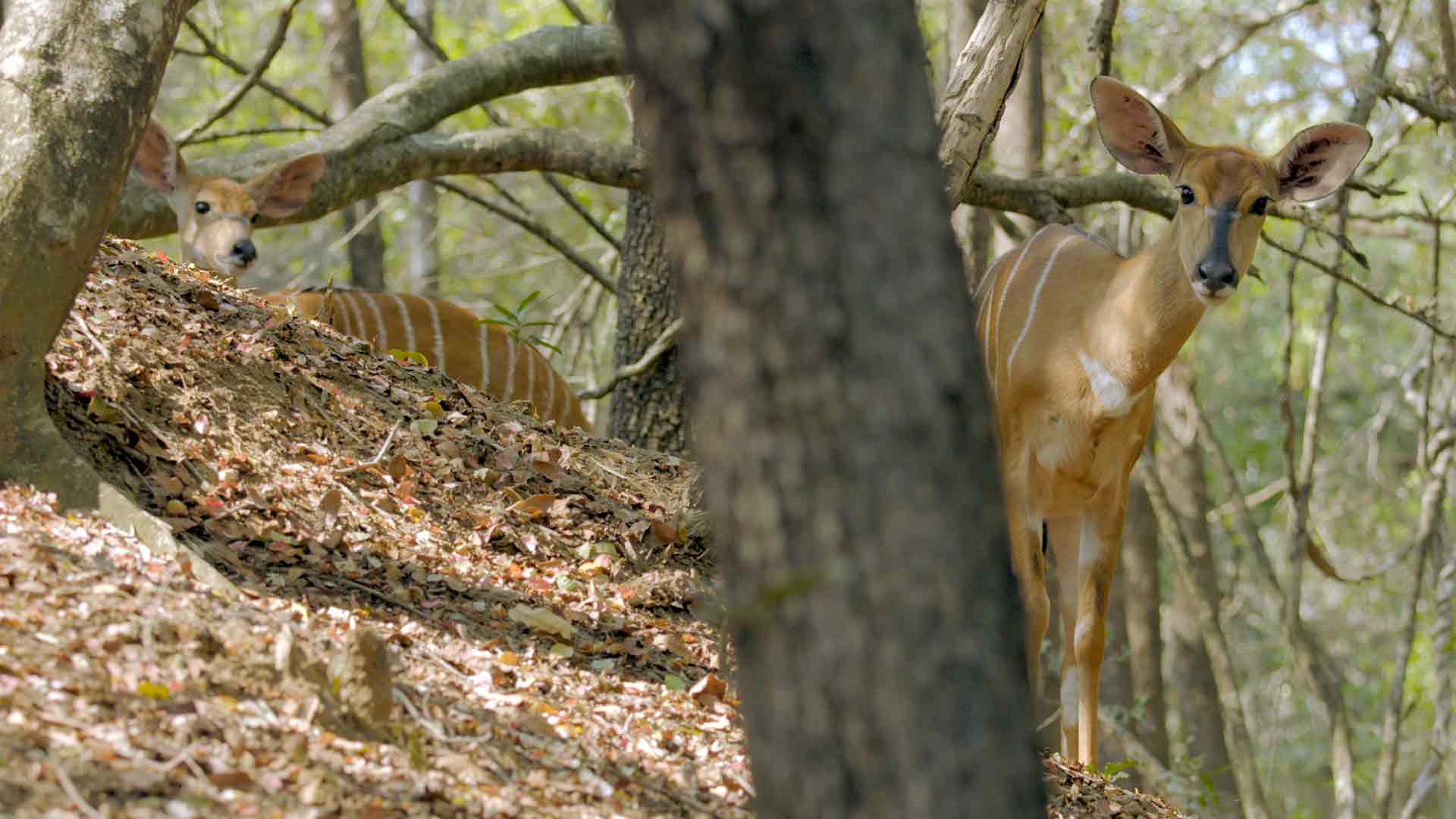 Swaziland, terra selvaggia