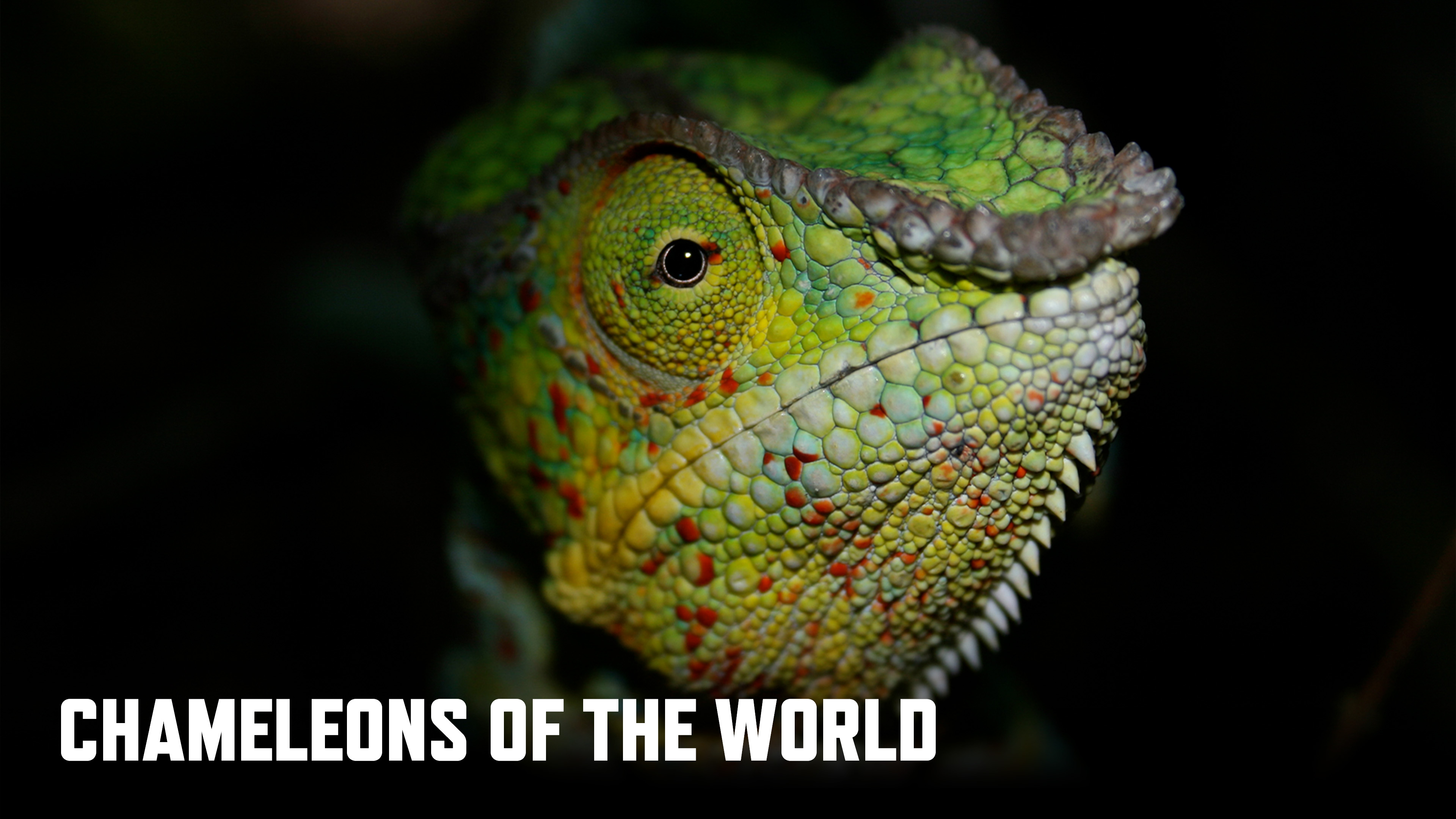 Chameleons Of The World
