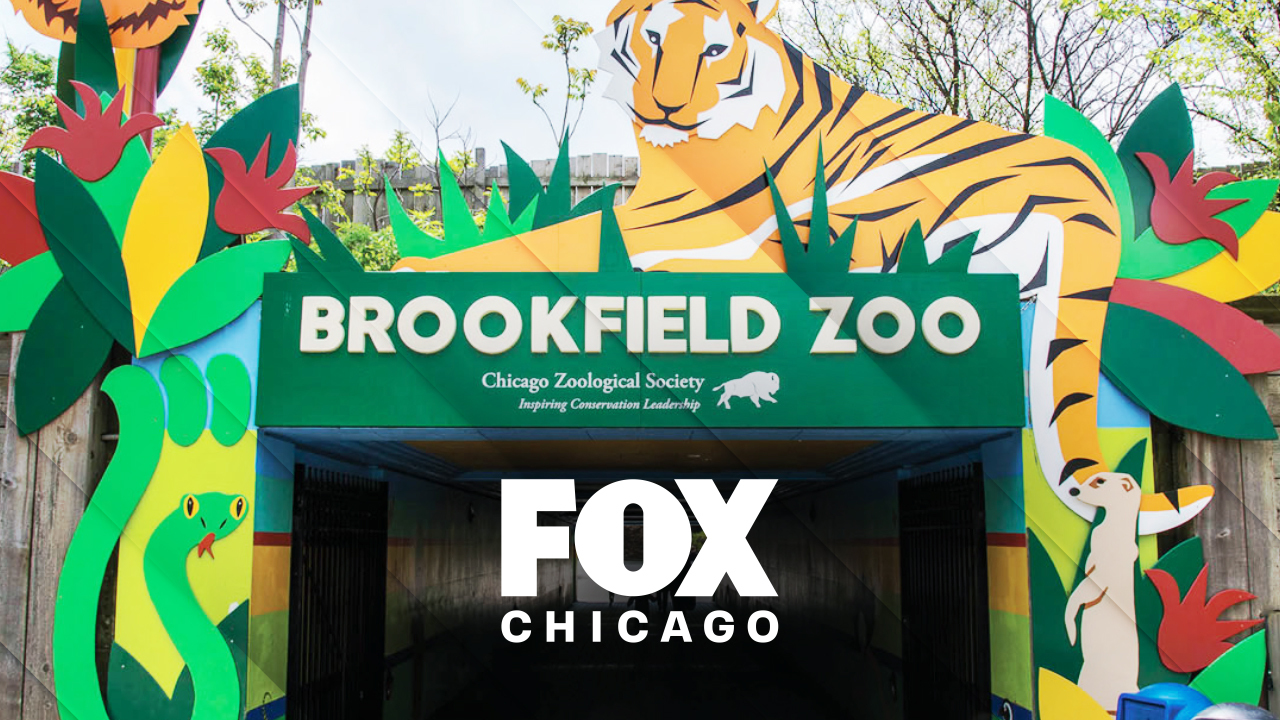 FOX Chicago Brookfield Zoo Special