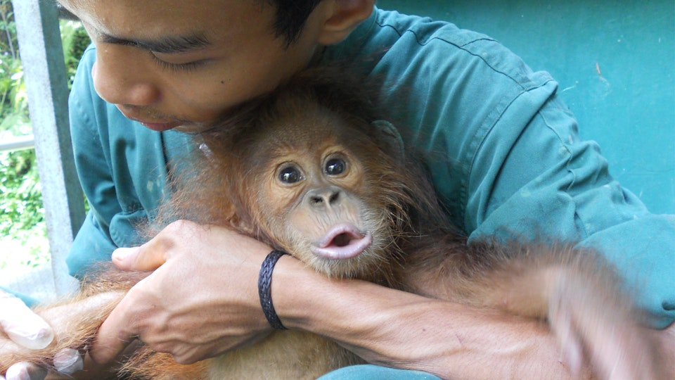 Gober – Vom Schicksal einer Orang-Utan Mutter