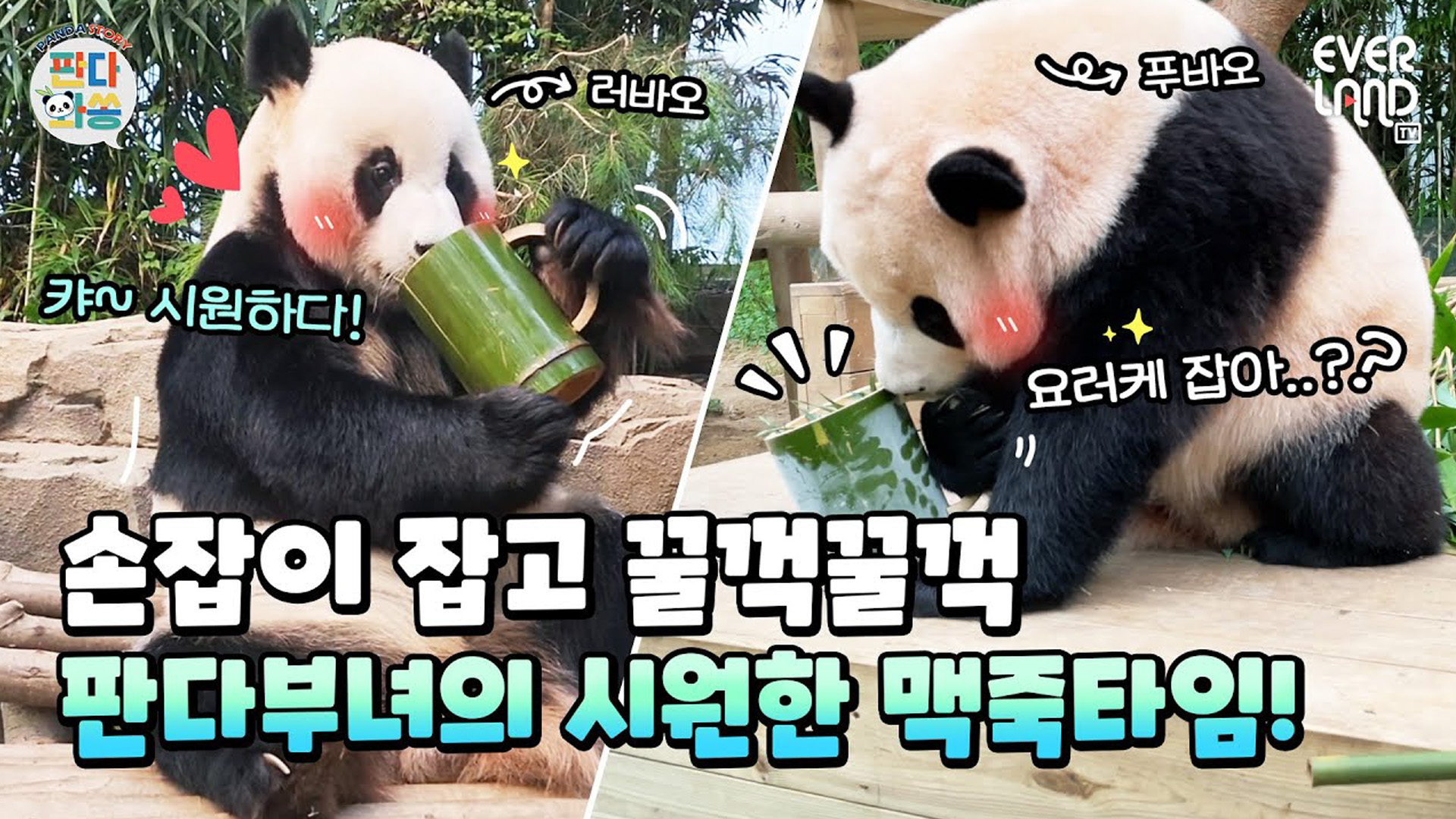 푸바오 눈동자에 치얼스~ (feat. 맥죽) 57회