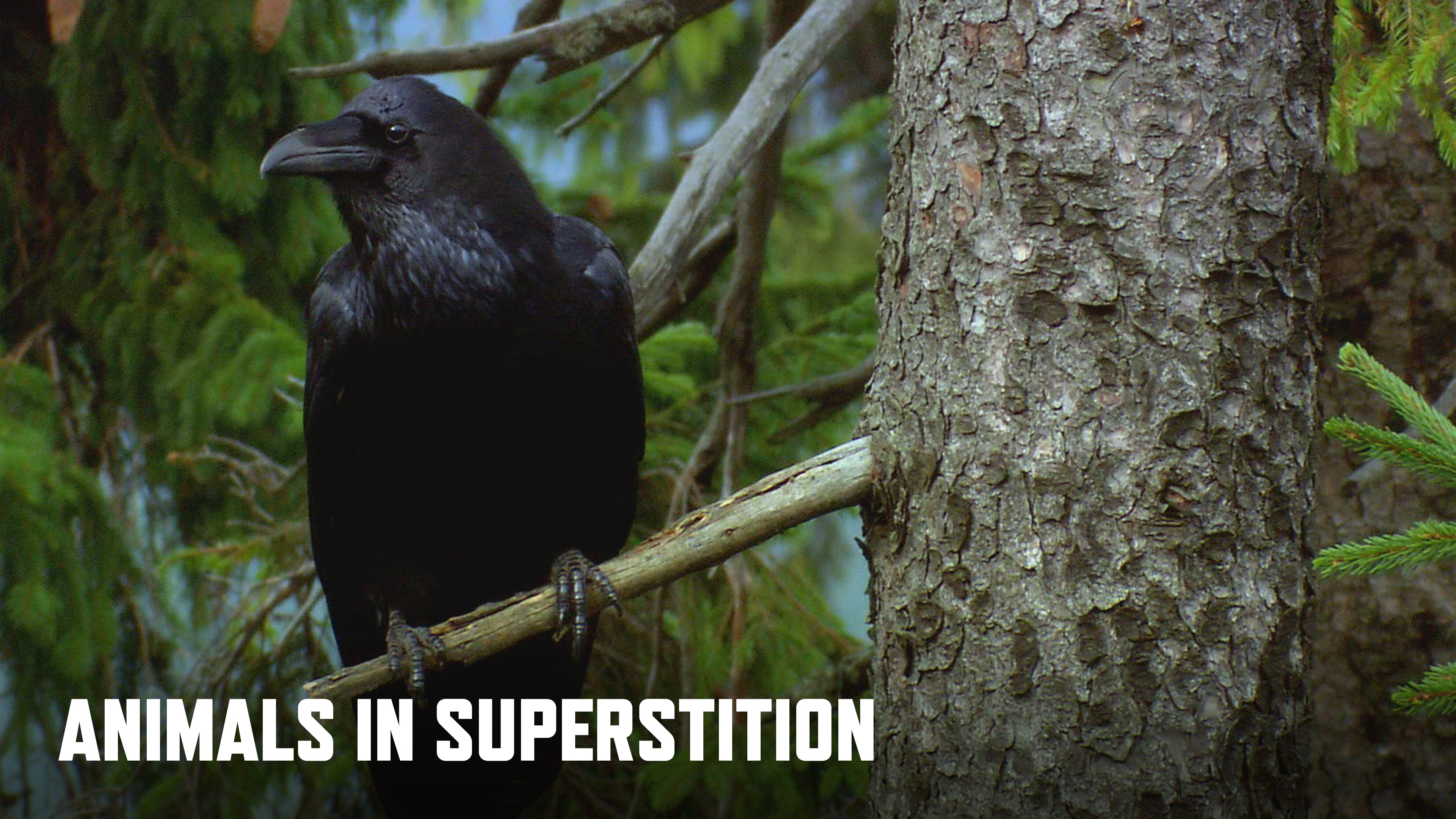 Animals In Superstition