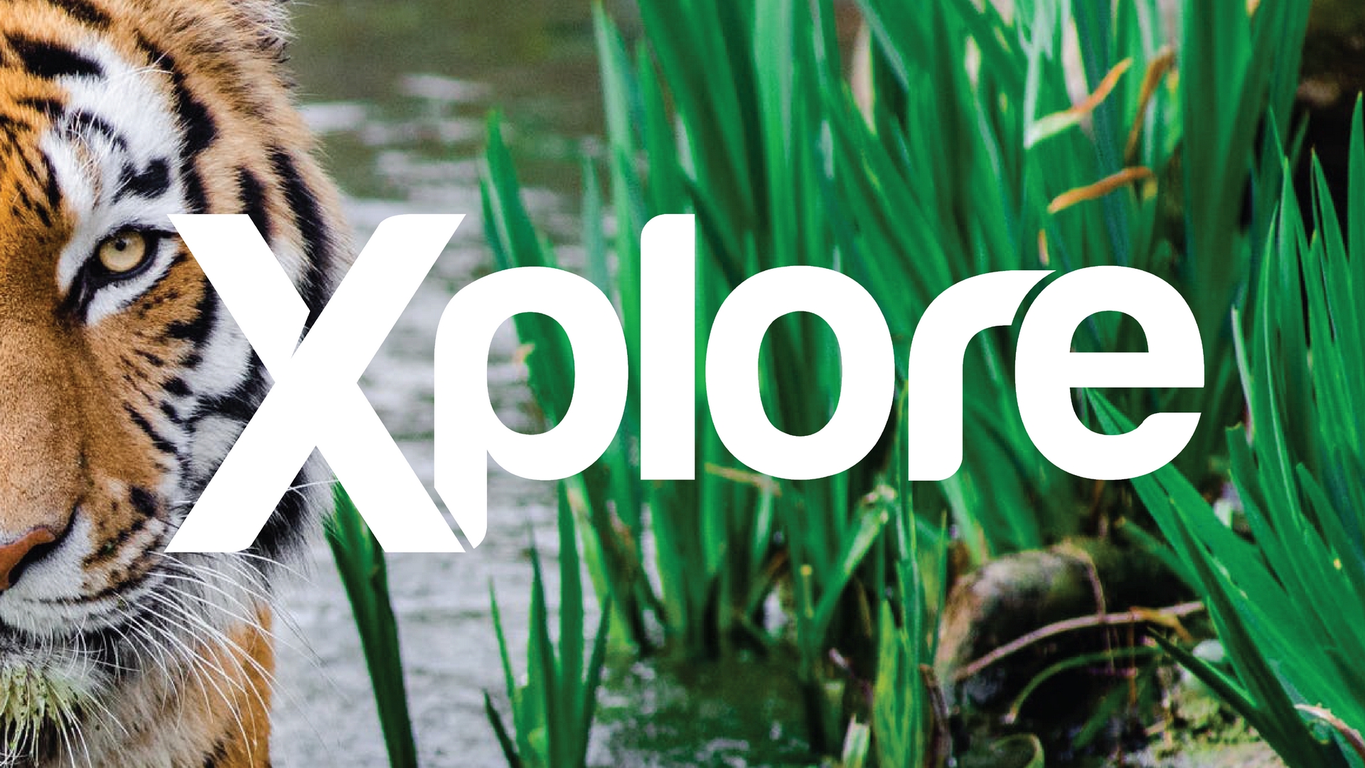 Jack Hanna's Wild Countdown