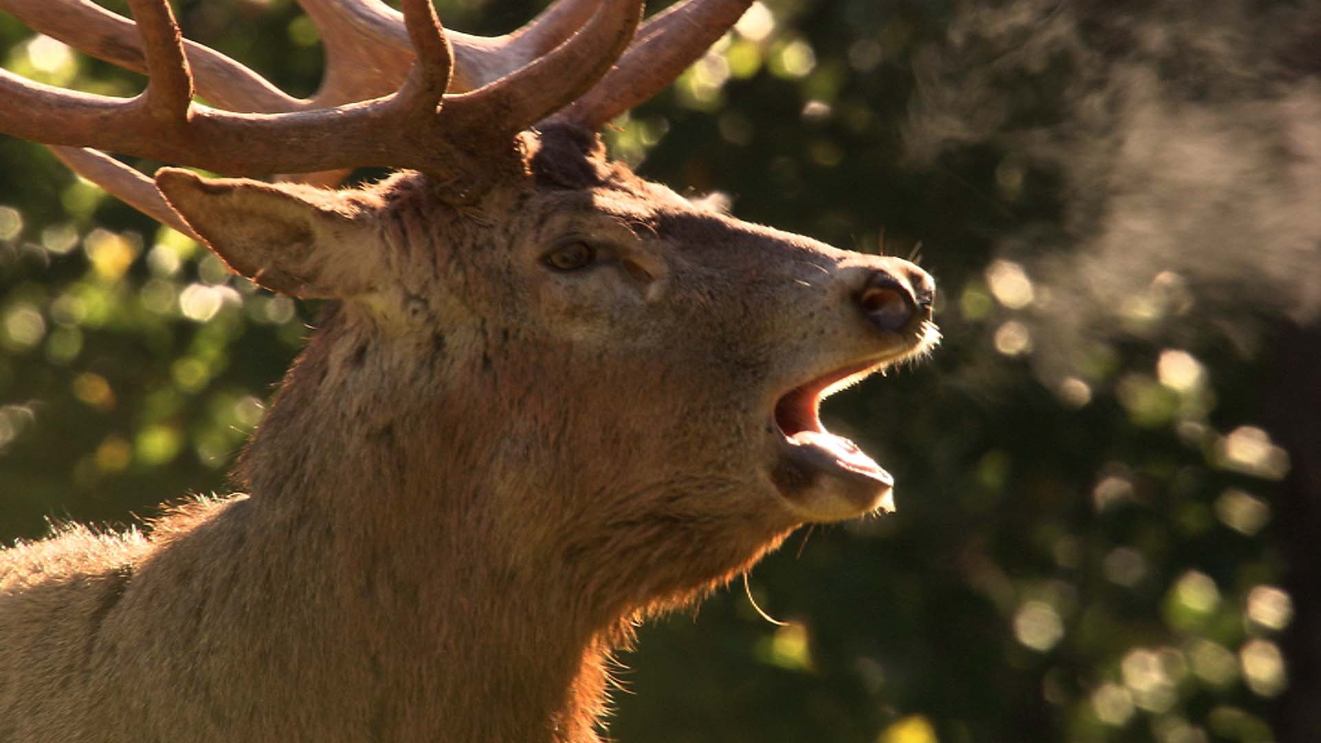 La vie secrète des cerfs