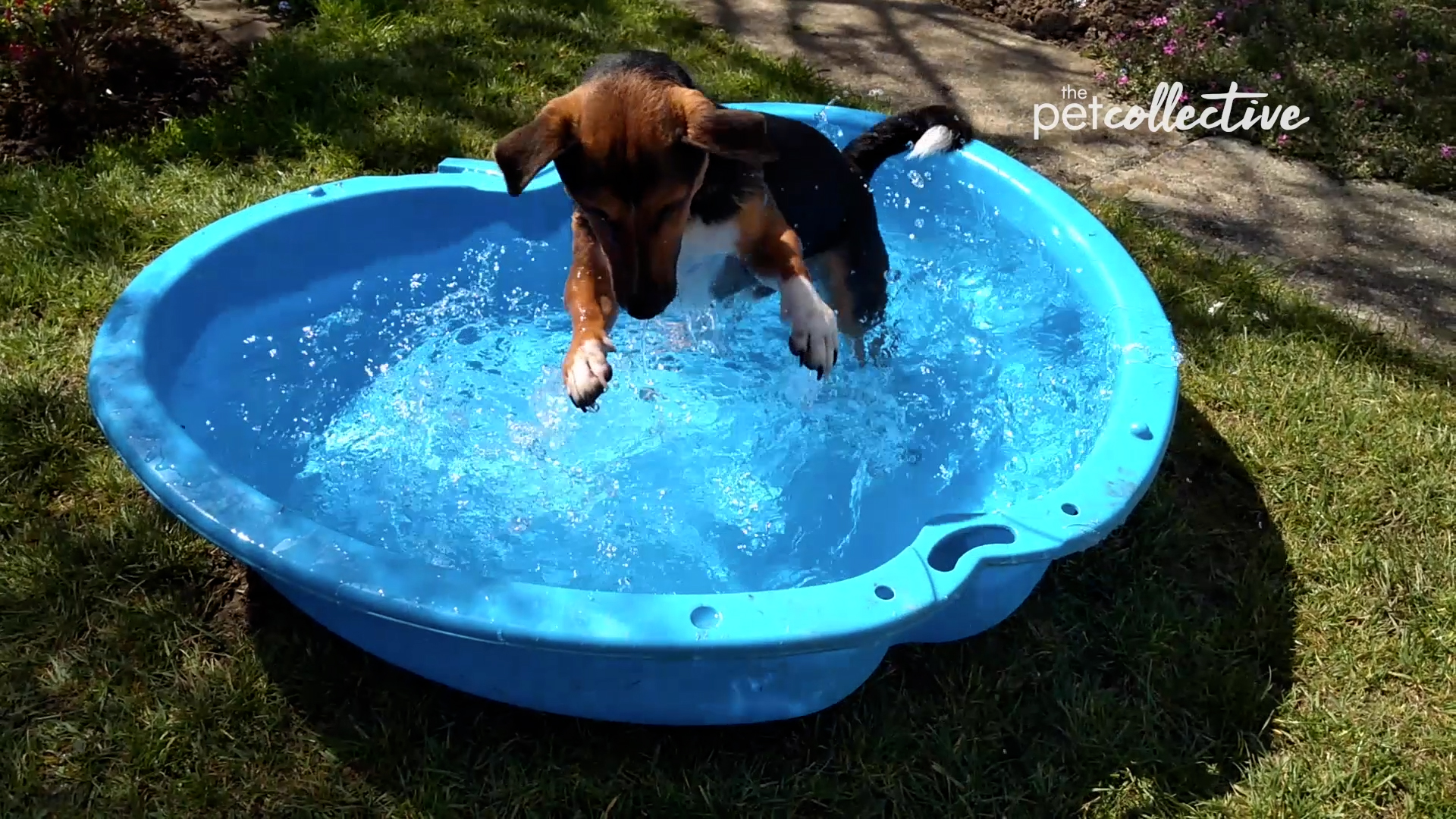 Best Pets of the Month