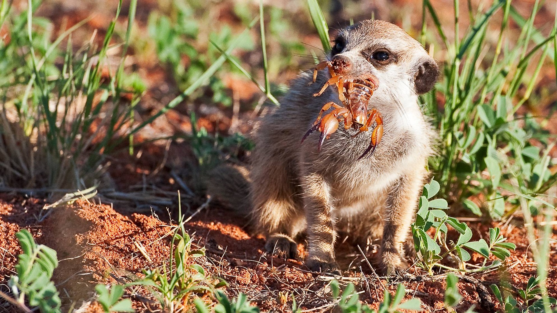 Kalahari Meerkats