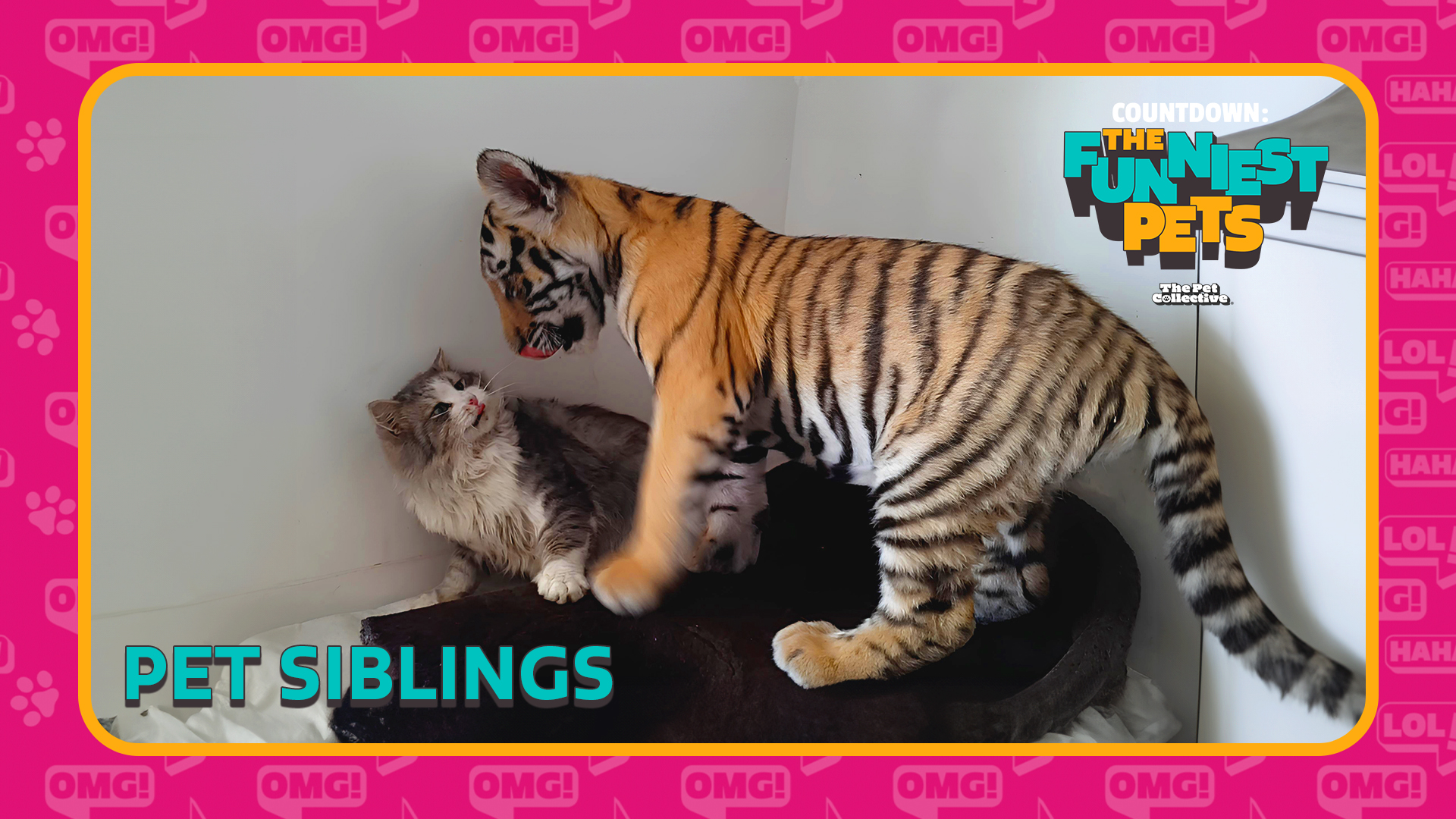 Countdown: The Funniest Pets