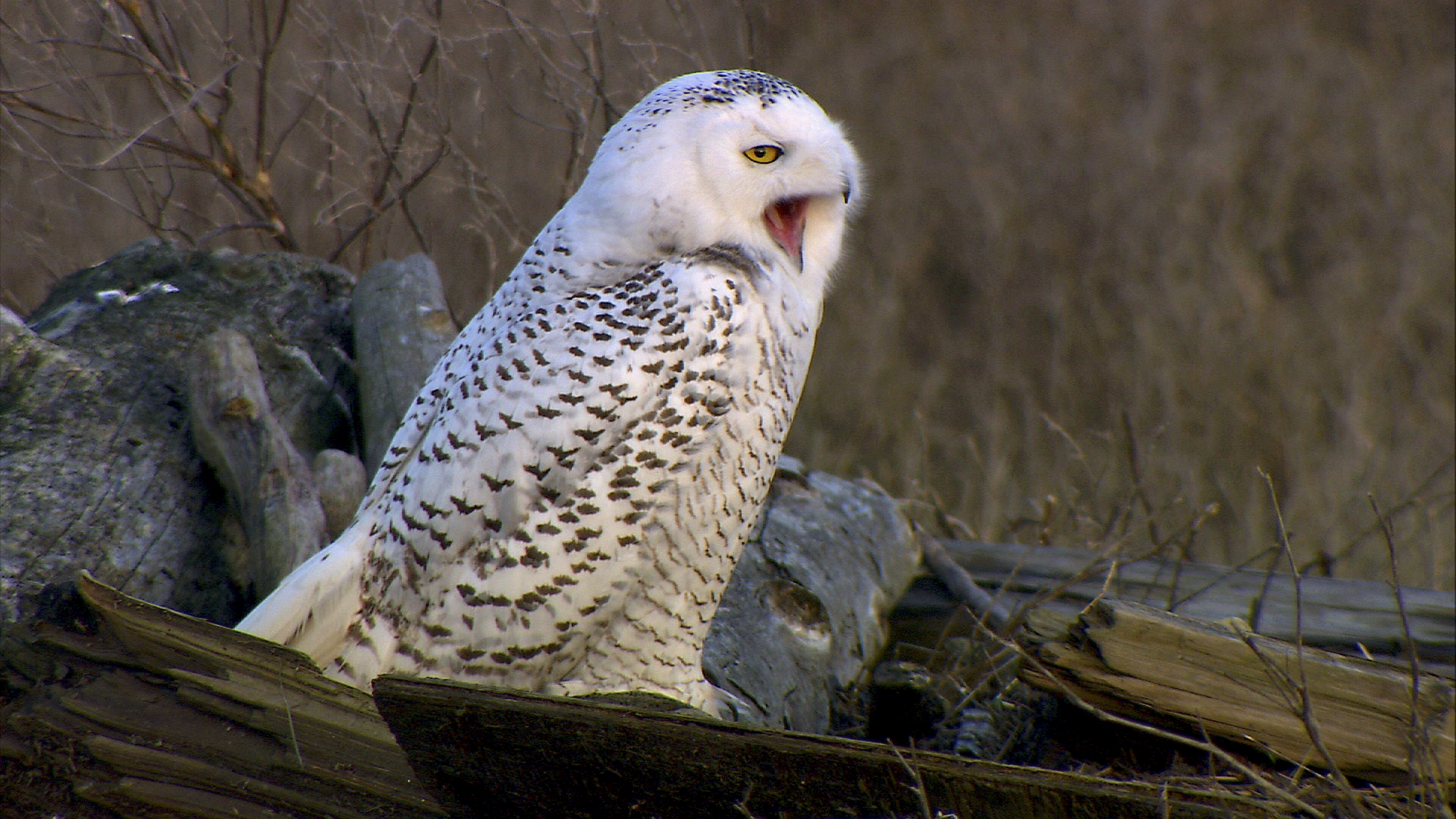 North America's National Parks