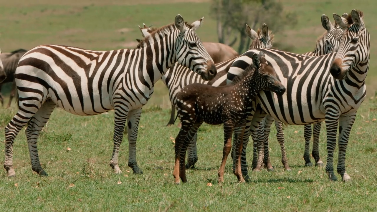 Serengeti ungewöhnlich: Geflecktes Zebra