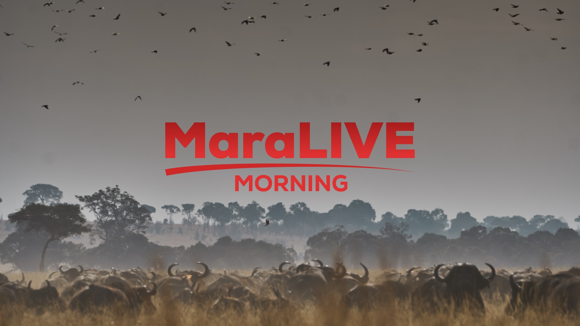 MaraLIVE Morning