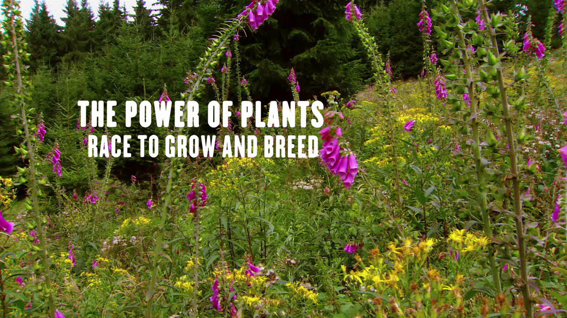 The Power of Plants  The Great Escape