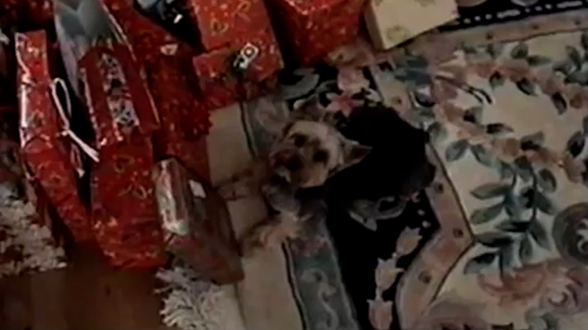 TPC Paw-liday Special