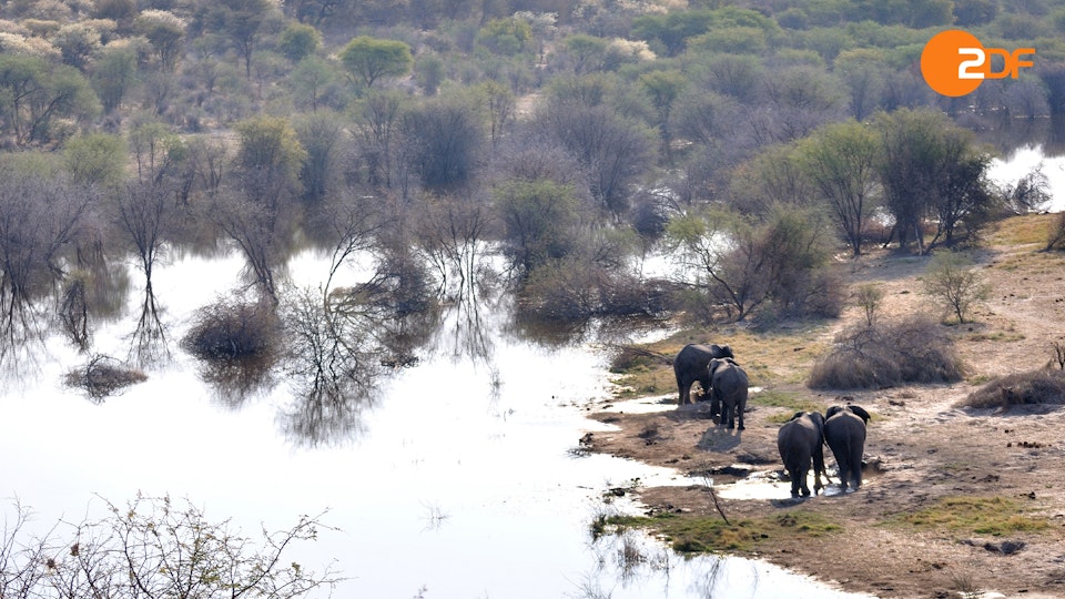 Wildes Überleben: Es kann nur einen geben