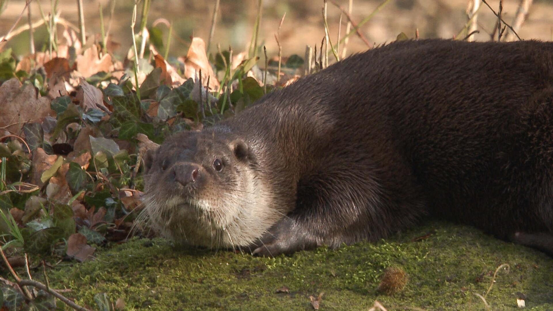 Les saisons de la loutre