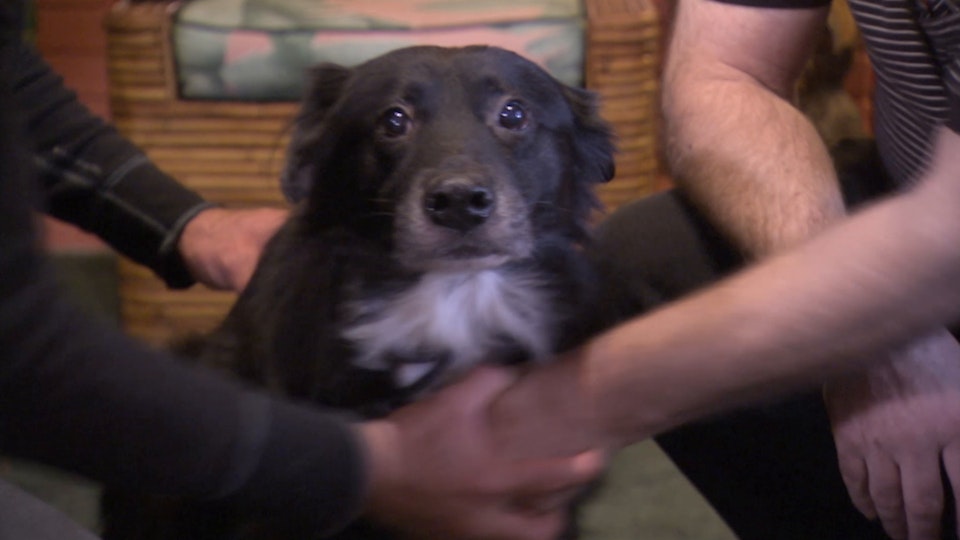 El encantador de perros