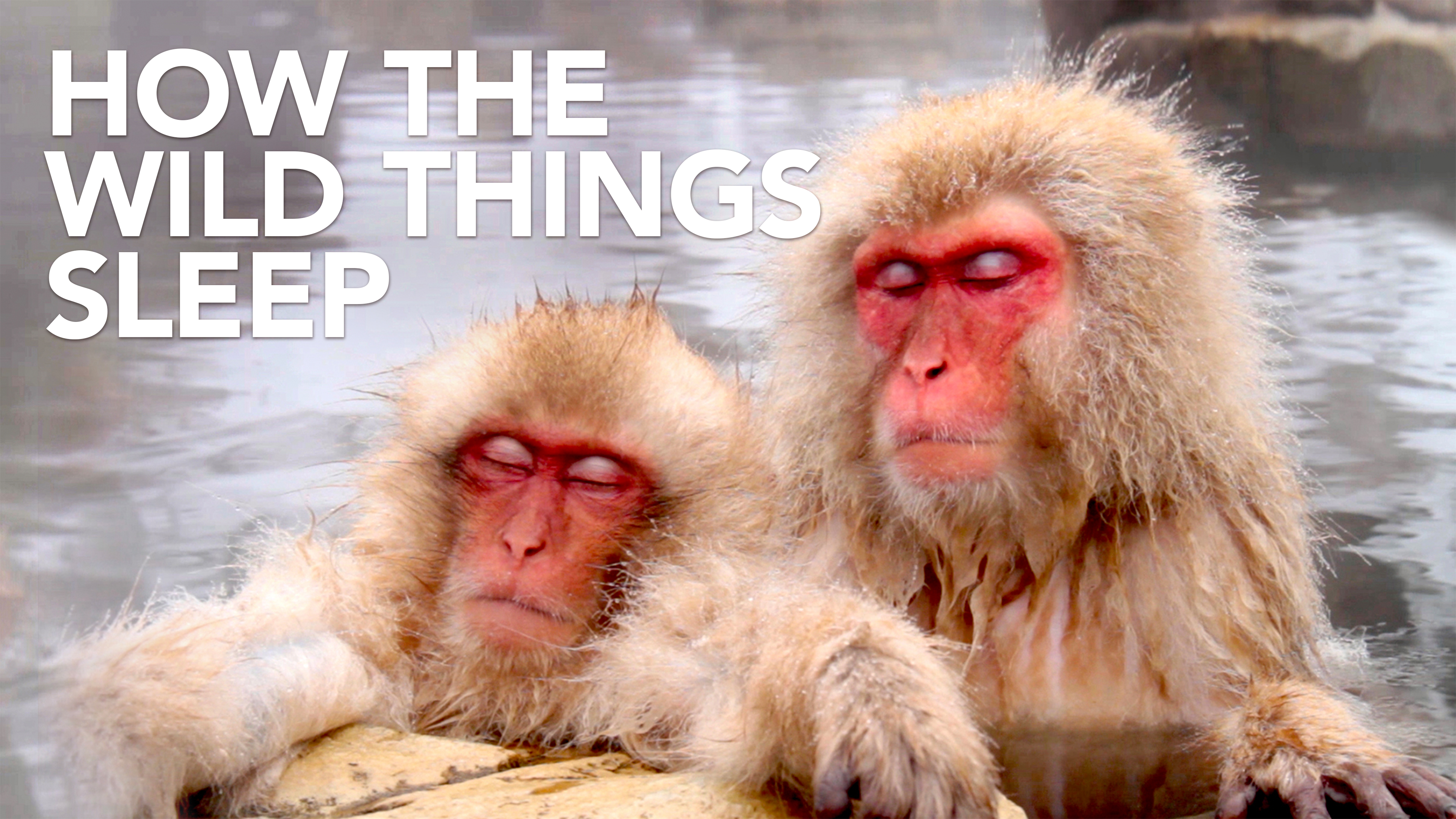 How the Wild Things Sleep