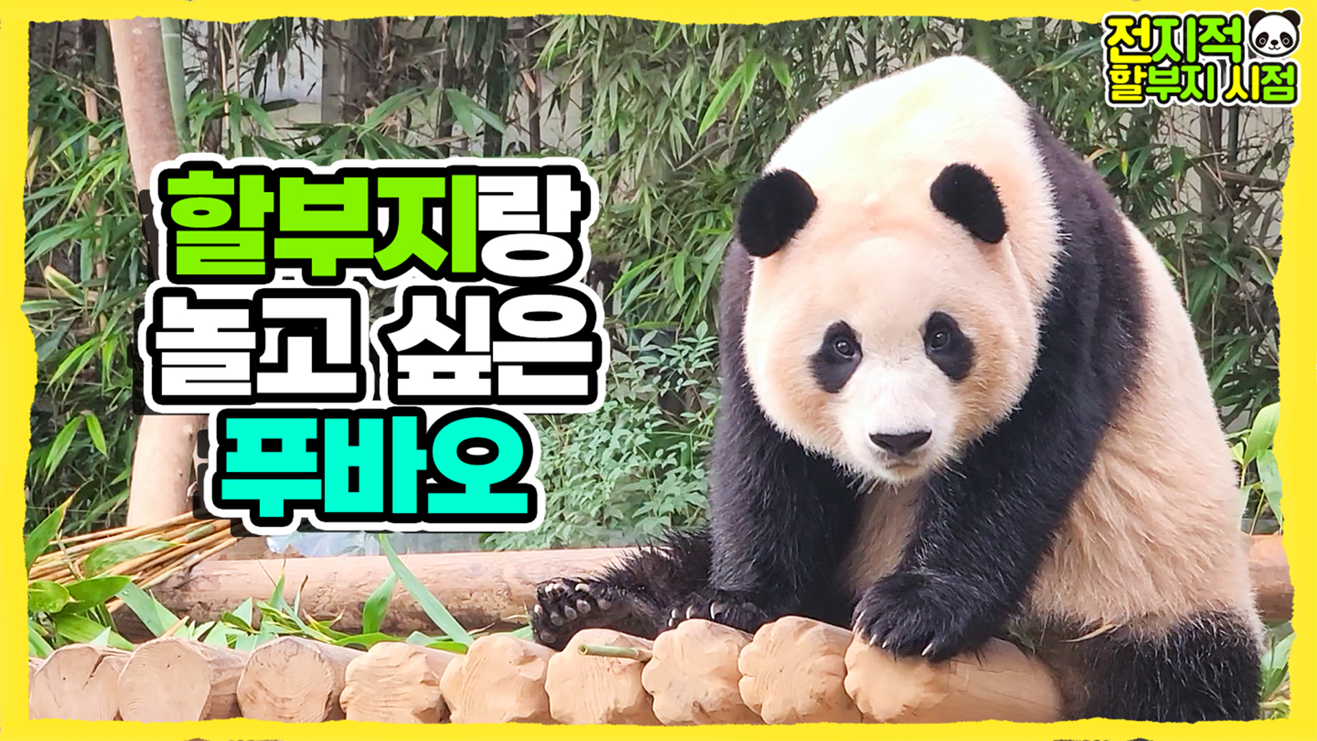 “들어와서 나랑 놀아오” 아직 할부지 손길이 그리운 자이언트베이비 푸바